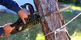 Best Tree Risk Assessment  in Ashland, KY